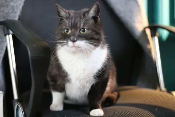 Zaginął kot, Łomianki, 27 marca 2021