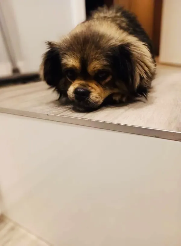 Oddam psa, Mińsk Mazowiecki, 30 listopada 2021 (1/8)