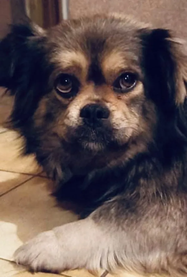 Oddam psa, Mińsk Mazowiecki, 30 listopada 2021 (2/8)