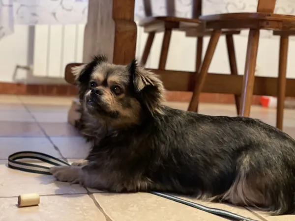 Oddam psa, Mińsk Mazowiecki, 30 listopada 2021 (5/8)