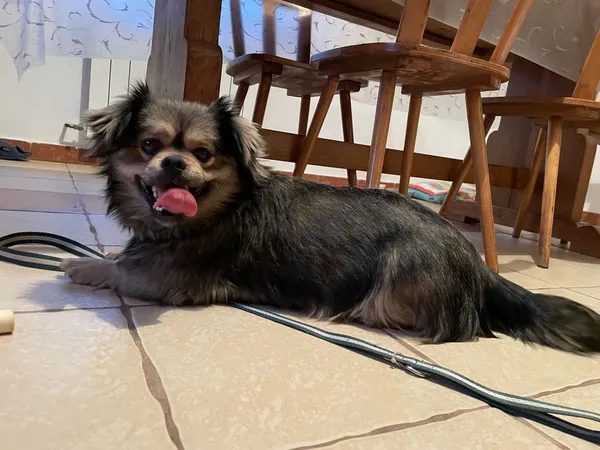 Oddam psa, Mińsk Mazowiecki, 30 listopada 2021 (6/8)