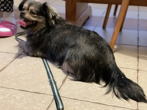 Oddam psa, Mińsk Mazowiecki, 30 listopada 2021 (7/8)