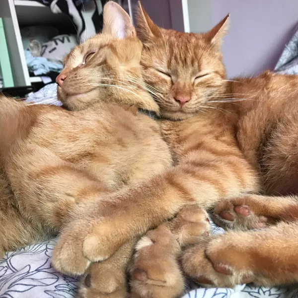 Zaginął kot, Wrocław, 19 października 2021 (1/3)