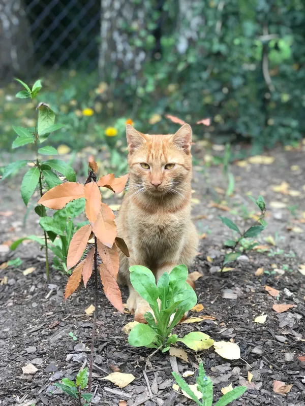 Zaginął kot, Wrocław, 19 października 2021 (2/3)