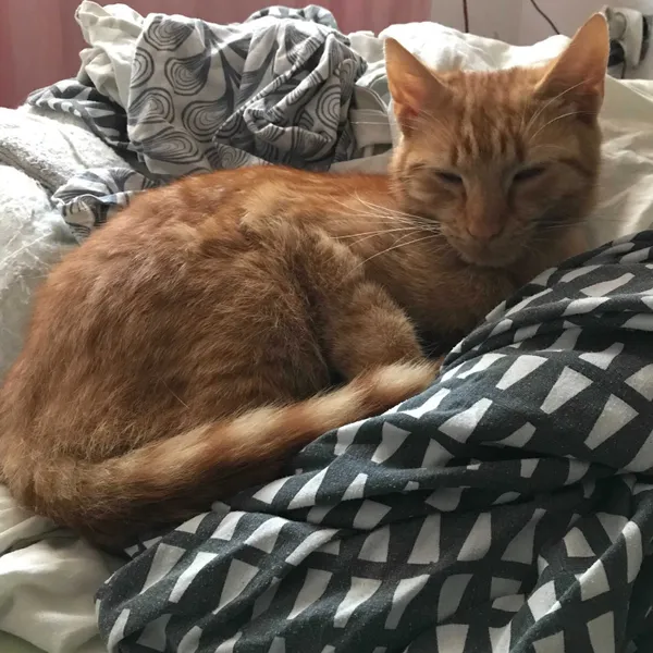 Zaginął kot, Wrocław, 19 października 2021 (3/3)