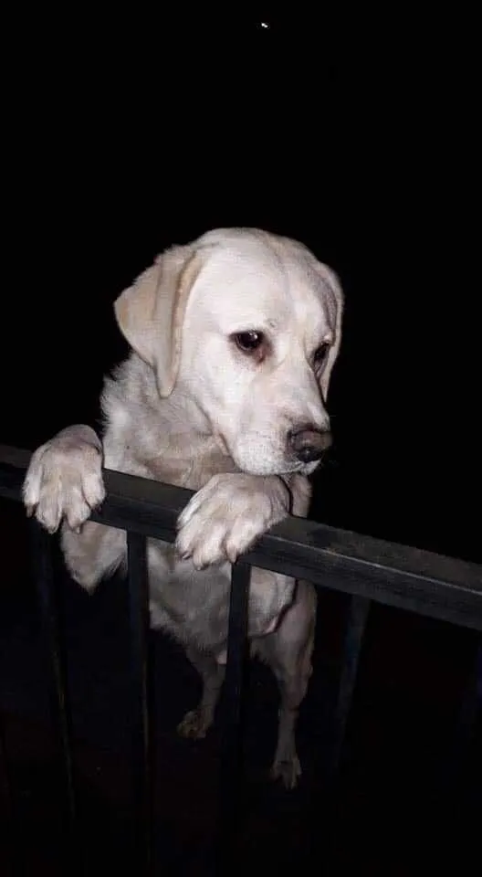 Znaleziono psa, Wągrowiec, 10 grudnia 2021 (2/3)