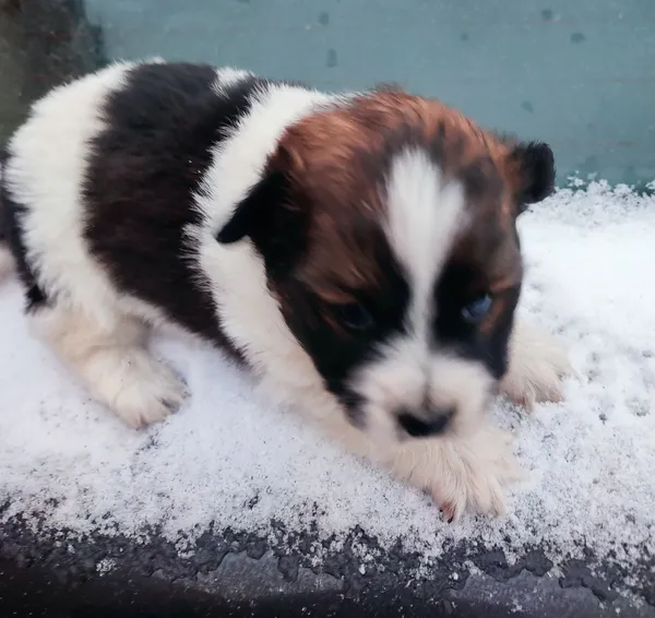 Oddam psa, Dąbrowa Tarnowska, 20 listopada 2021 (1/5)