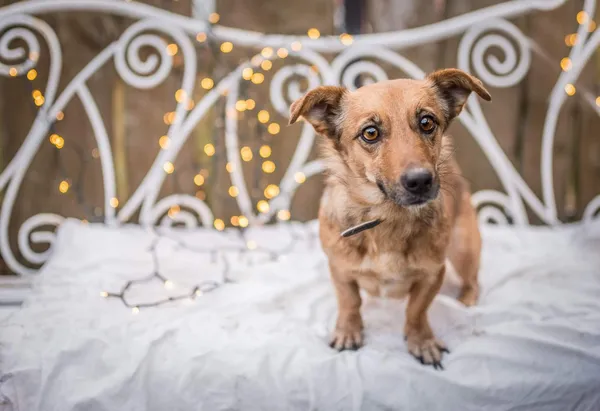 Oddam psa, Łowicz, 25 grudnia 2021 (2/7)