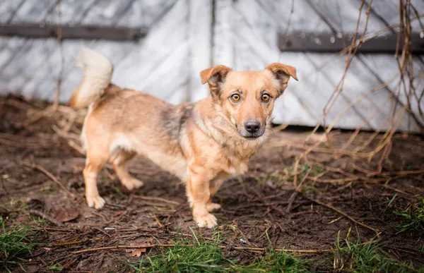 Oddam psa, Łowicz, 25 grudnia 2021 (4/7)