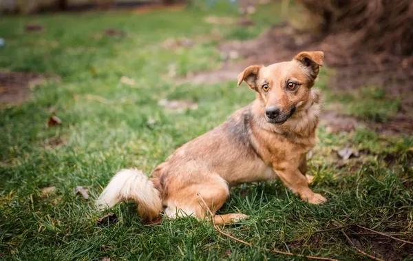 Oddam psa, Łowicz, 25 grudnia 2021 (5/7)