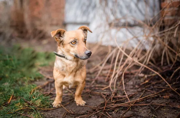 Oddam psa, Łowicz, 25 grudnia 2021 (6/7)