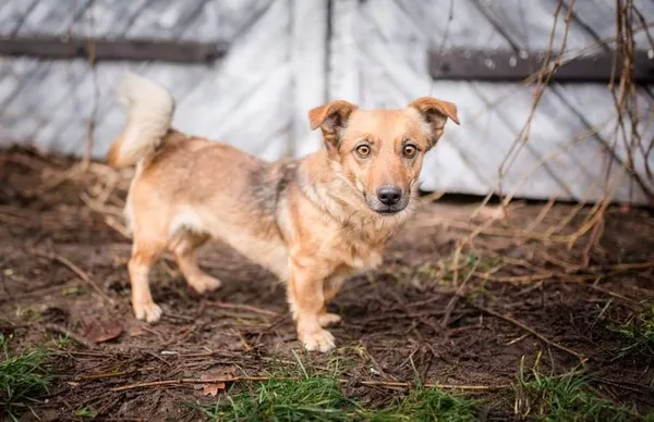 Oddam psa, Łowicz, 25 grudnia 2021 (7/7)