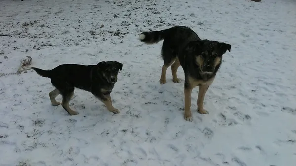 Znaleziono psa, Sadowo, 28 grudnia 2021 (1/3)