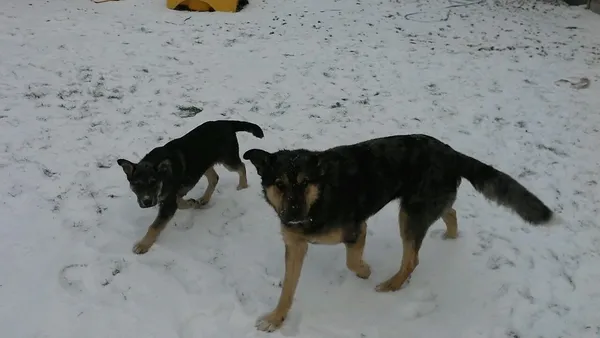 Znaleziono psa, Sadowo, 28 grudnia 2021 (2/3)