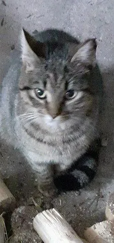 Zaginął kot, Boruja, 26 grudnia 2021 (1/3)