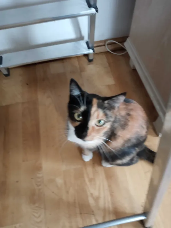 Zaginął kot, Ustroń, 22 grudnia 2021 (2/2)