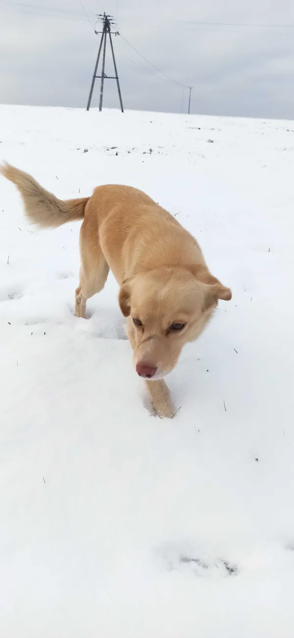 Znaleziono psa, Górki Małe, 23 grudnia 2021 (3/4)