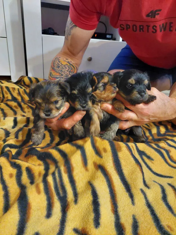 Oddam psa, Ciechanów, 28 grudnia 2021 (1/3)