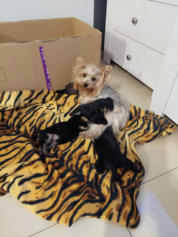 Oddam psa, Ciechanów, 28 grudnia 2021 (2/3)