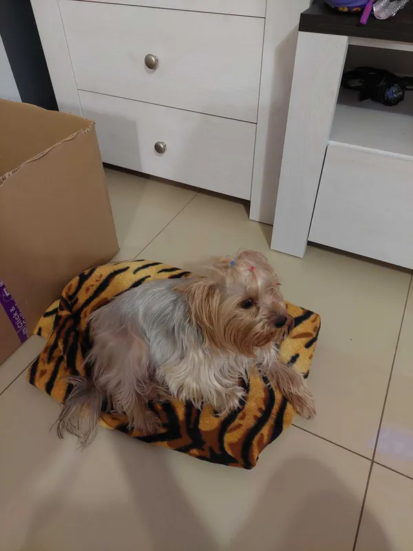 Oddam psa, Ciechanów, 28 grudnia 2021 (3/3)