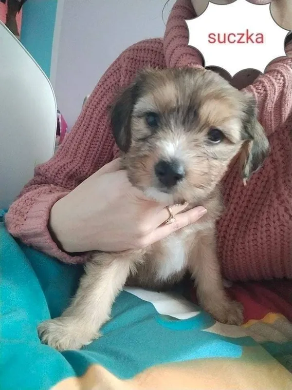 Oddam psa, Tarnów, 28 grudnia 2021 (2/2)