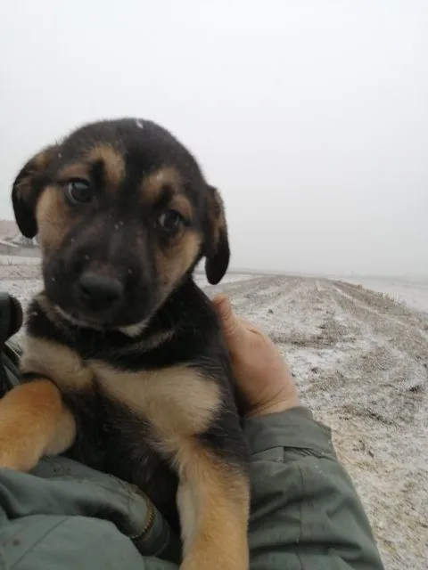 Oddam psa, Warszawa, 14 grudnia 2021 (3/5)