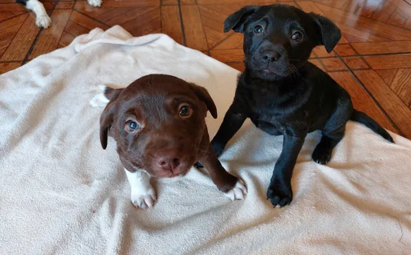 Oddam psa, Bełchatów, 28 grudnia 2021 (1/6)