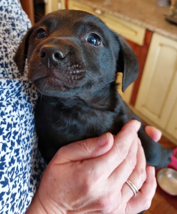 Oddam psa, Bełchatów, 28 grudnia 2021 (2/6)