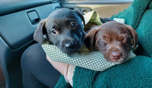 Oddam psa, Bełchatów, 28 grudnia 2021 (5/6)