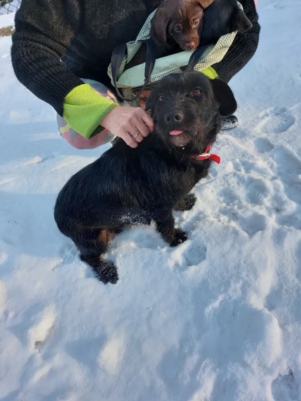 Oddam psa, Bełchatów, 28 grudnia 2021 (6/6)