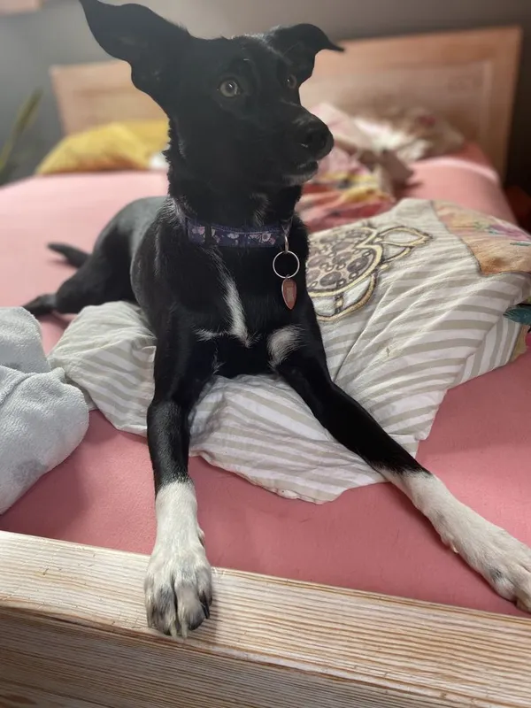 Zaginął pies, Kiełpino, 30 grudnia 2021 (1/4)