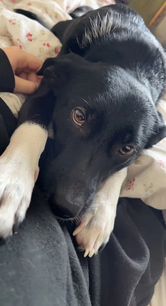 Zaginął pies, Kiełpino, 30 grudnia 2021 (2/4)