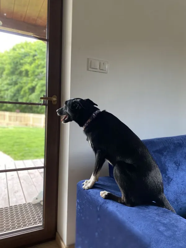 Zaginął pies, Kiełpino, 30 grudnia 2021 (3/4)