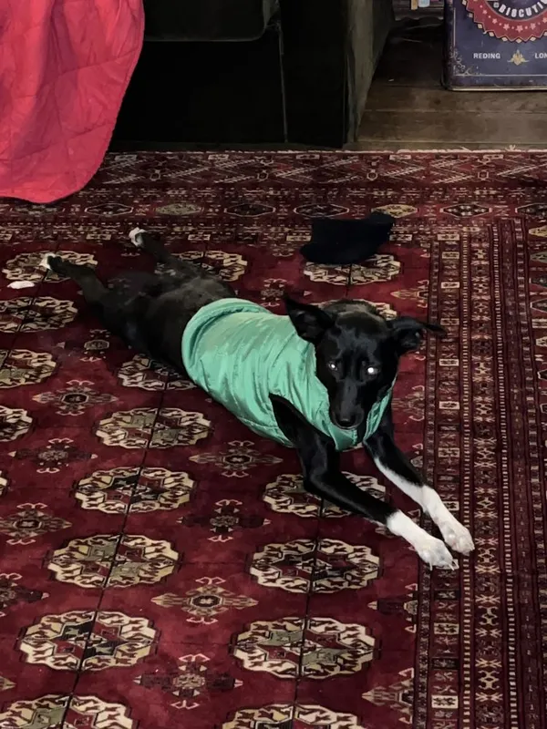 Zaginął pies, Kiełpino, 30 grudnia 2021 (4/4)