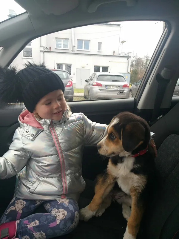 Zaginął pies, Nowe Grobice, 1 stycznia 2022