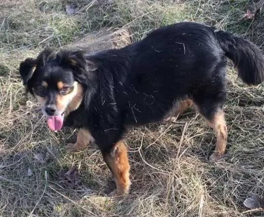 Zaginął pies, Starogard Gdański, 2 stycznia 2022 (2/2)