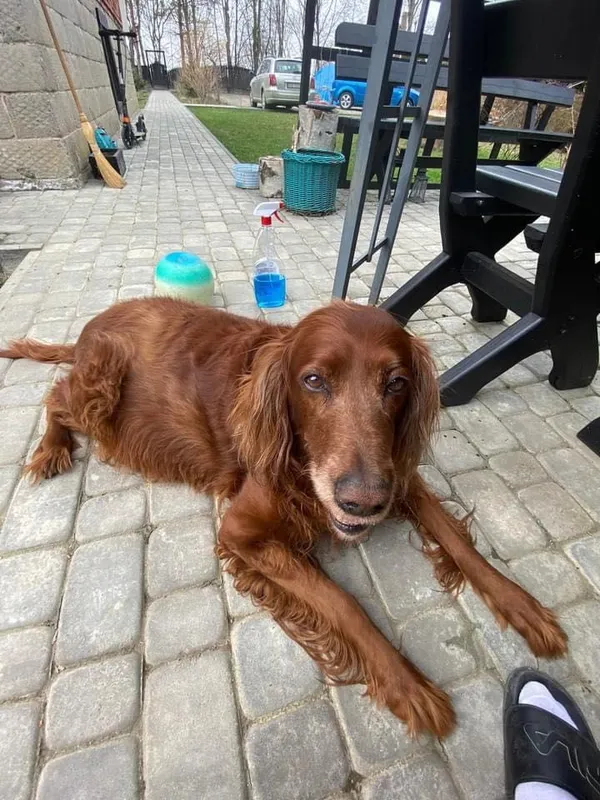 Zaginął pies, Dębica, 2 stycznia 2022 (1/2)