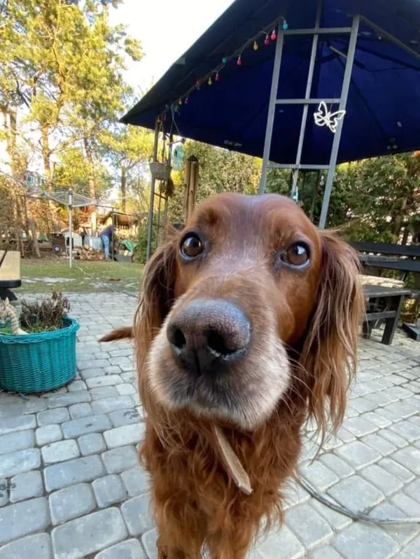 Zaginął pies, Dębica, 2 stycznia 2022 (2/2)