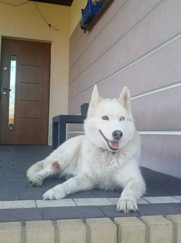 Znaleziono psa, Niegów, 24 kwietnia 2022 (1/3)