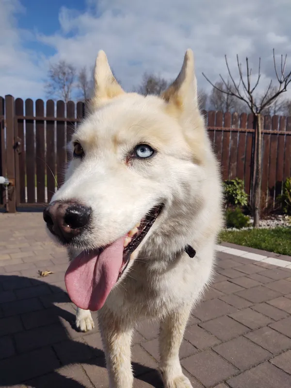 Znaleziono psa, Niegów, 24 kwietnia 2022 (2/3)