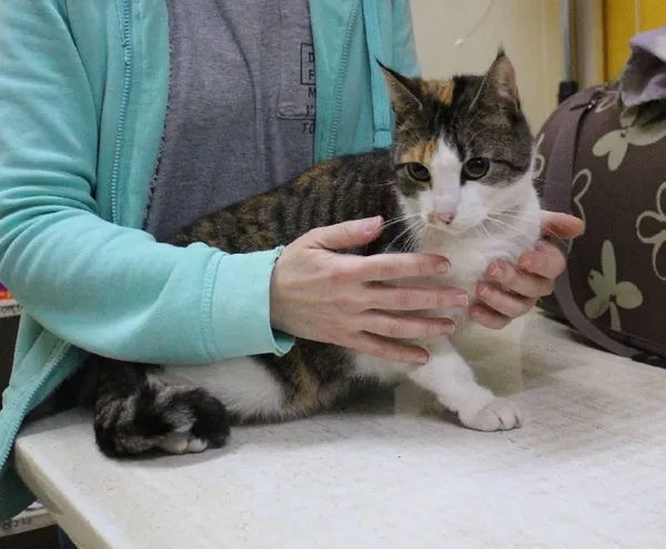 Znaleziono kota, województwo łódzkie, 27 listopada 2021 (4/16)