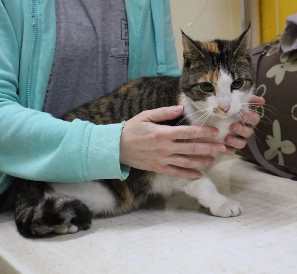 Znaleziono kota, województwo łódzkie, 27 listopada 2021 (5/16)