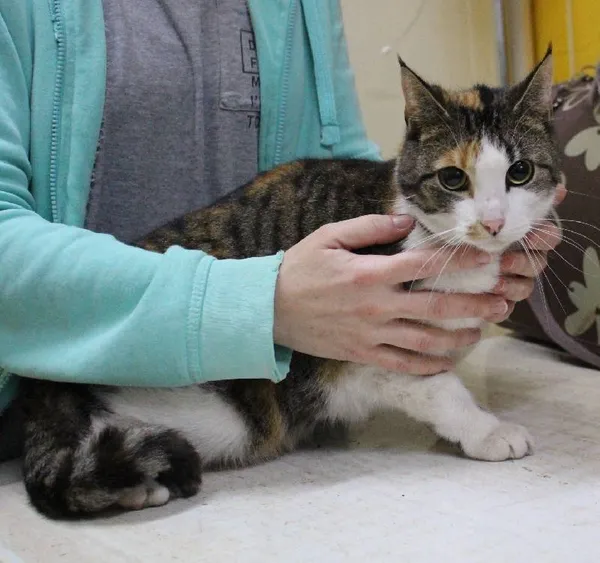 Znaleziono kota, województwo łódzkie, 27 listopada 2021 (6/16)