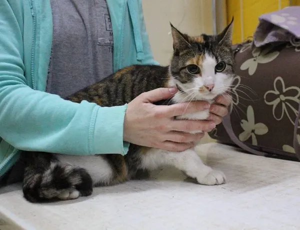 Znaleziono kota, województwo łódzkie, 27 listopada 2021 (7/16)