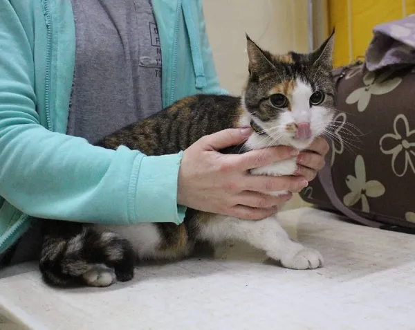 Znaleziono kota, województwo łódzkie, 27 listopada 2021 (8/16)