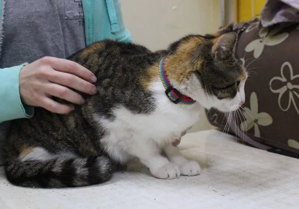 Znaleziono kota, województwo łódzkie, 27 listopada 2021 (10/16)