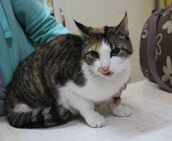 Znaleziono kota, województwo łódzkie, 27 listopada 2021 (11/16)