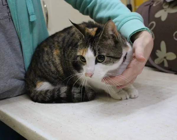 Znaleziono kota, województwo łódzkie, 27 listopada 2021 (13/16)