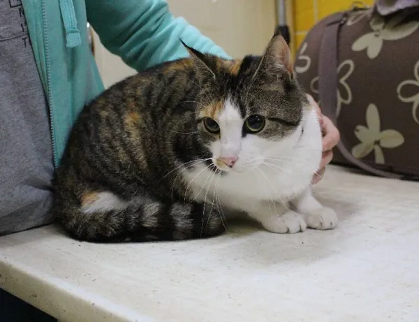 Znaleziono kota, województwo łódzkie, 27 listopada 2021 (15/16)