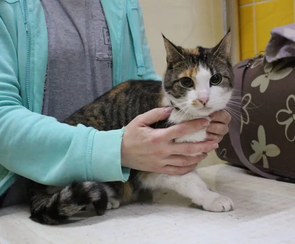 Znaleziono kota, województwo łódzkie, 27 listopada 2021 (16/16)